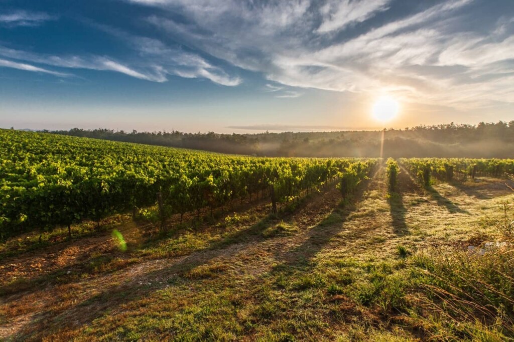 San Francisco Bay Area Real Estate - Vineyard